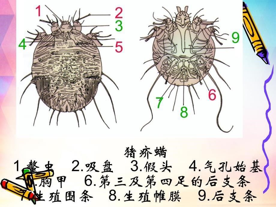 螨概述、形态特征和螨病治疗预防课件_第5页