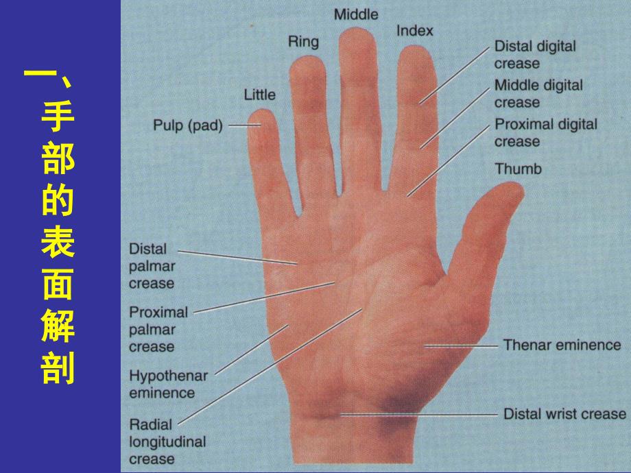 手部的局部解剖与操作人体局解剖学课件06_第2页