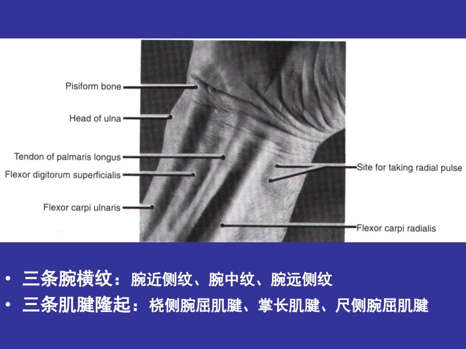 手部的局部解剖与操作人体局解剖学课件06_第3页