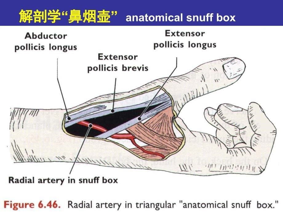 手部的局部解剖与操作人体局解剖学课件06_第5页