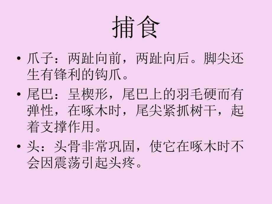 一年级上语文啄木鸟3沪教版共15张ppt课件_第5页