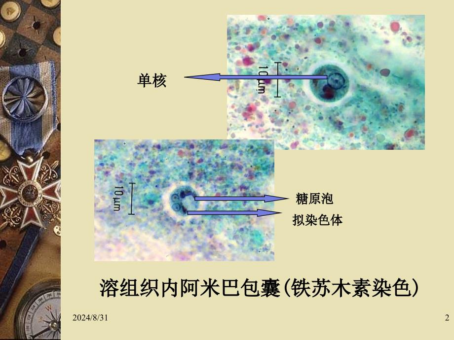 寄1寄生虫形态复习课件_第2页