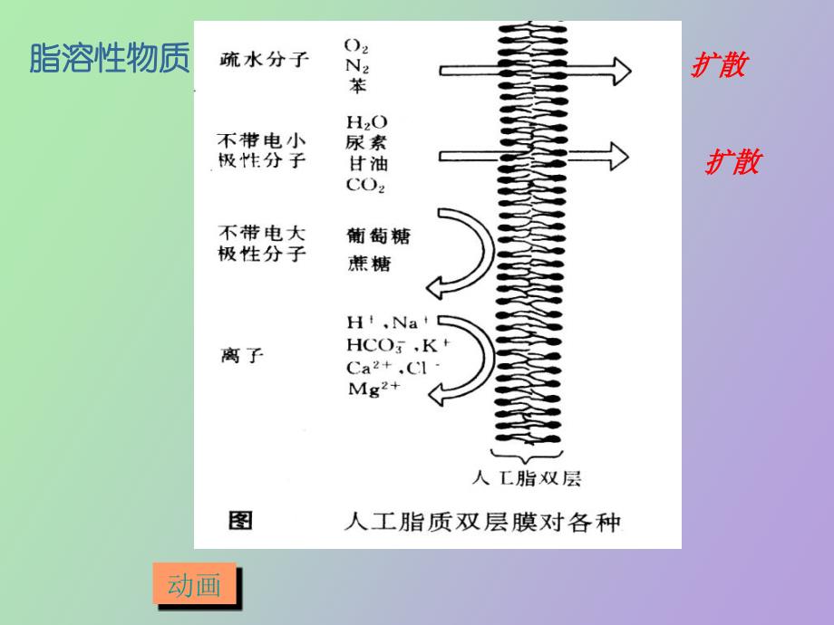 细胞的物质运输多媒体_第4页