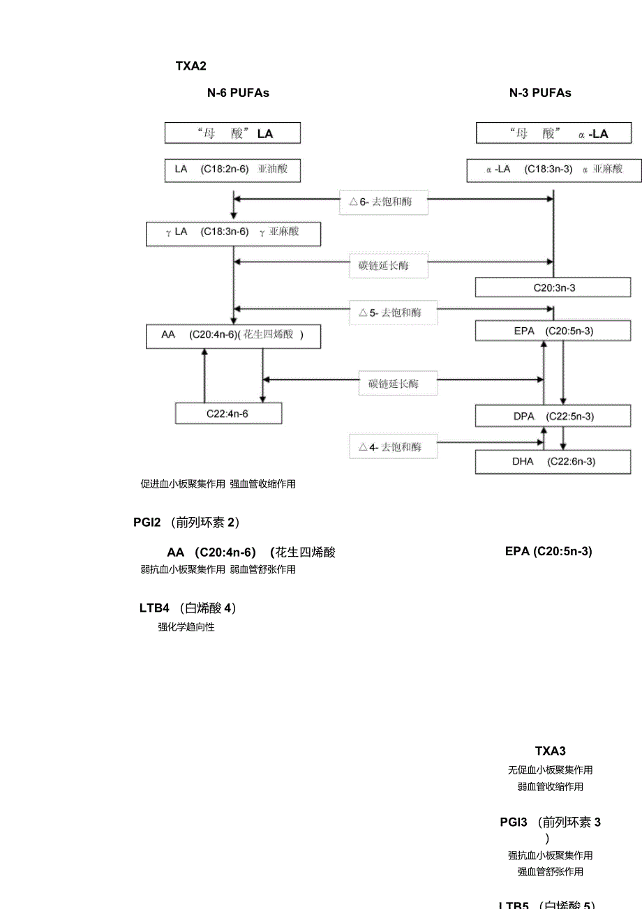 人体必需脂肪酸N3与N6讲稿_第4页