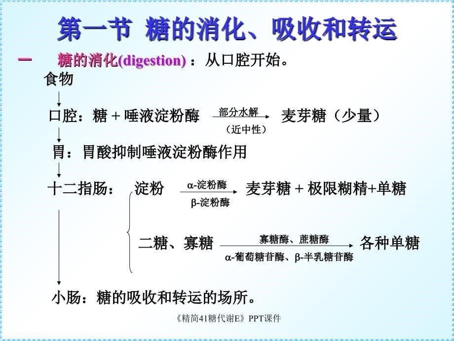 精简41糖代谢E课件_第5页