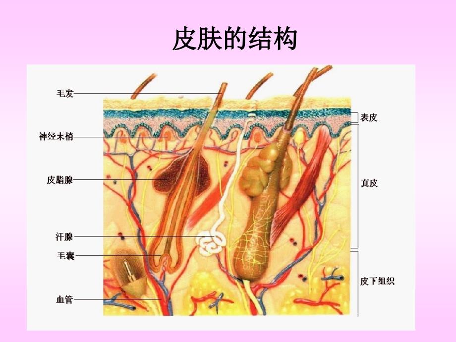 汗液的形成的排出_第3页