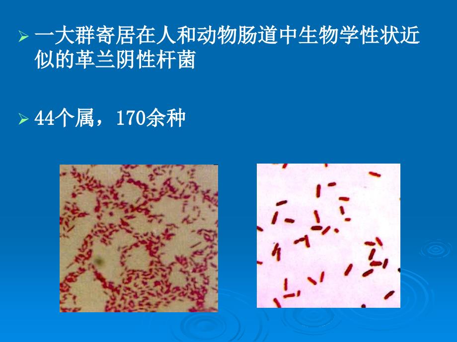 医学生物学 第10章 肠杆菌科_第2页