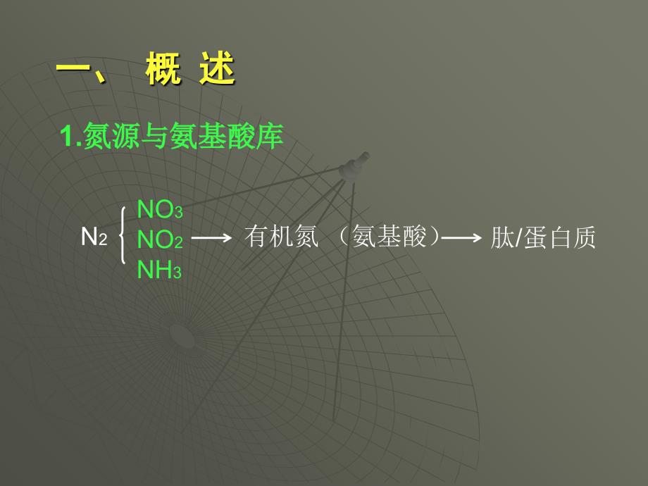 教学课件第七章蛋白质降解及氨基酸代谢_第2页