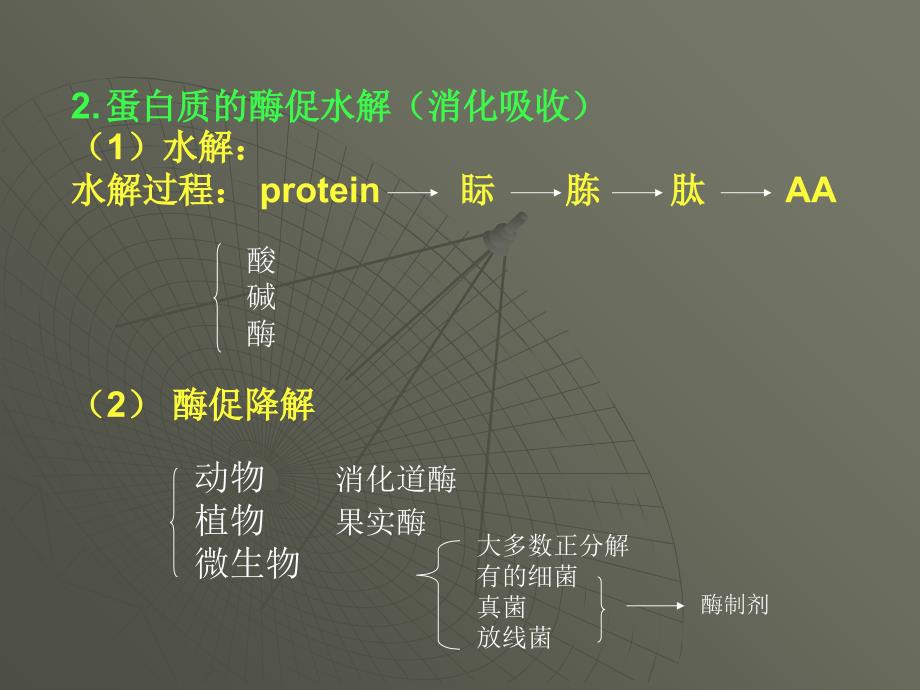 教学课件第七章蛋白质降解及氨基酸代谢_第3页