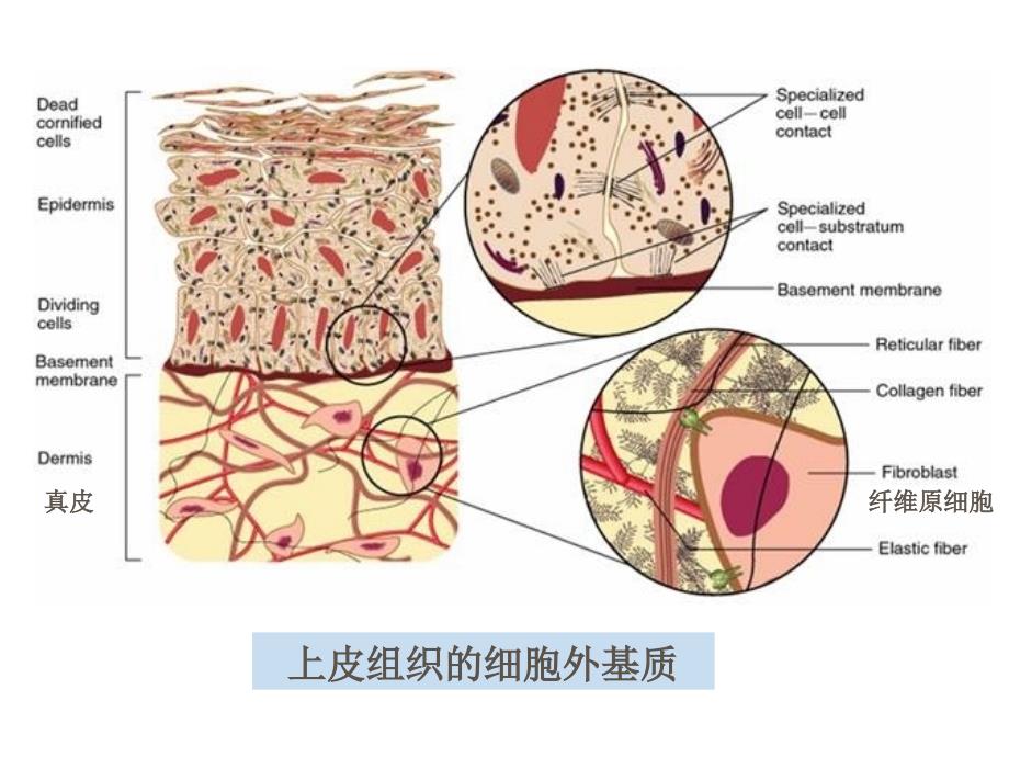 细胞外基质课件_第4页