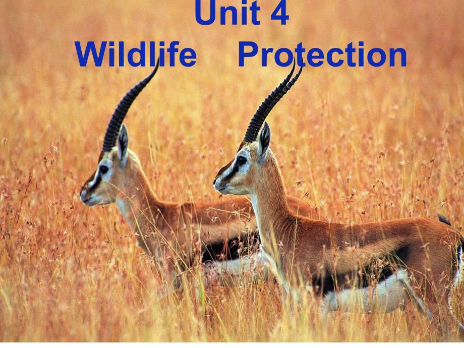 人教版高中英语必修二Unit4WildlifeprotectionWarmingup共48张PPT_第1页