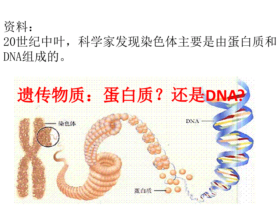 肺炎双球菌的转化实验_第3页