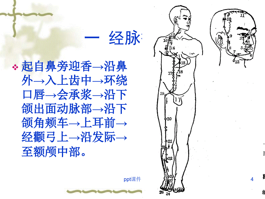 足阳明胃经课件_第4页