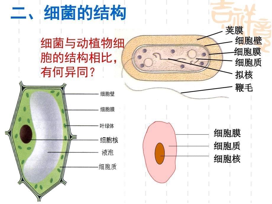 51细菌（使用版）_第5页