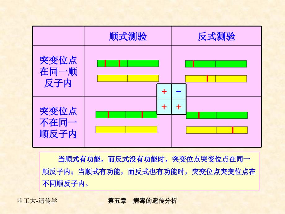 病毒的遗传分析_第2页