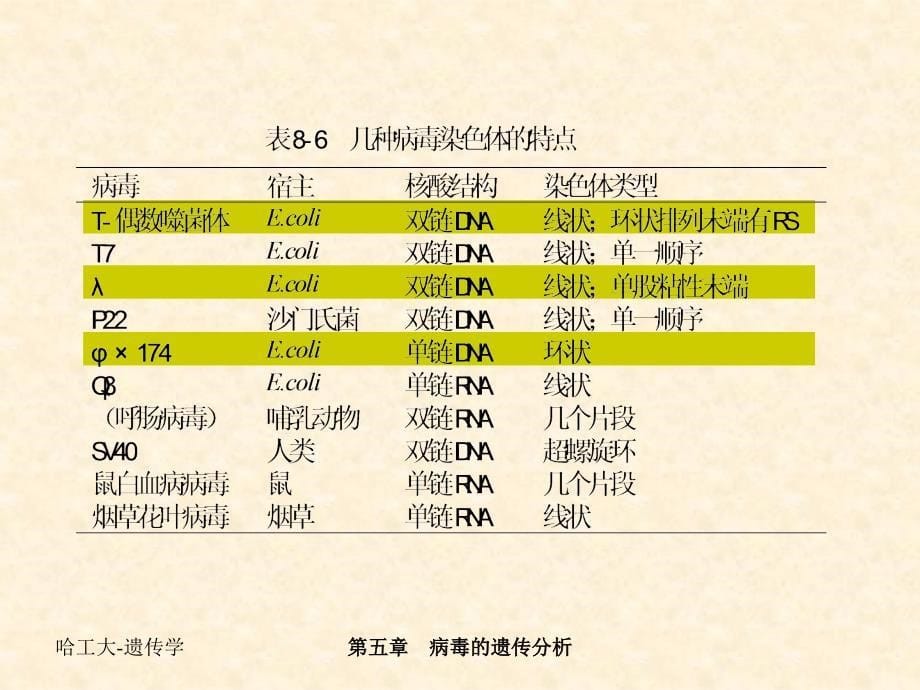 病毒的遗传分析_第5页