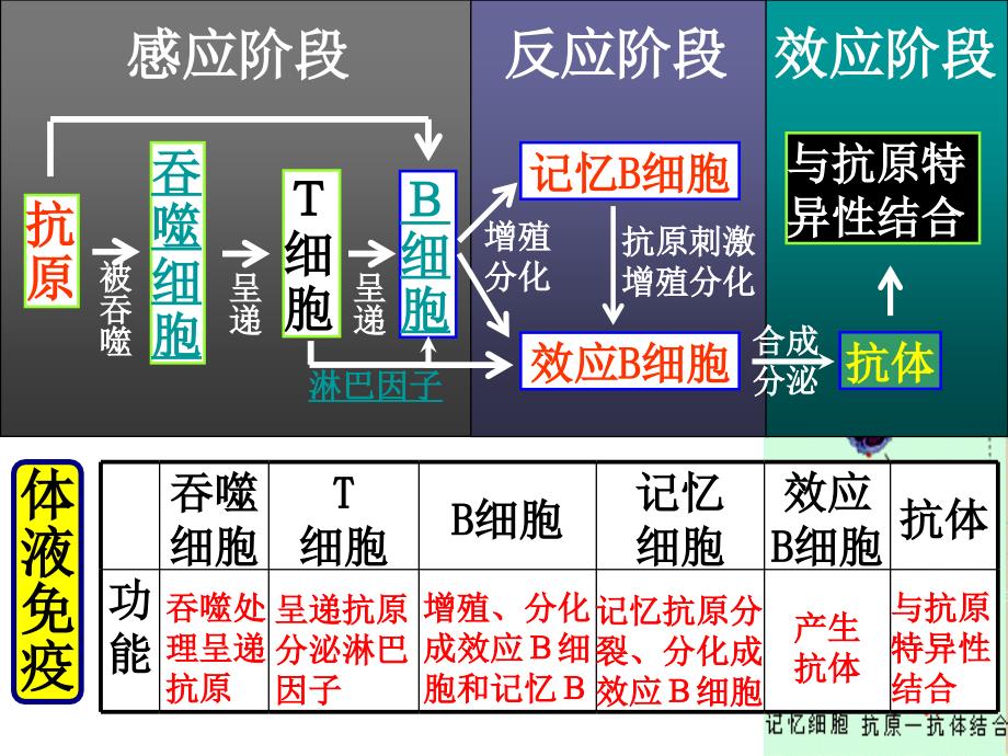 人体的第三道防线：体液免疫和细胞免疫的过程_第3页