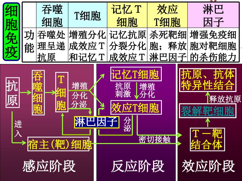 人体的第三道防线：体液免疫和细胞免疫的过程_第4页