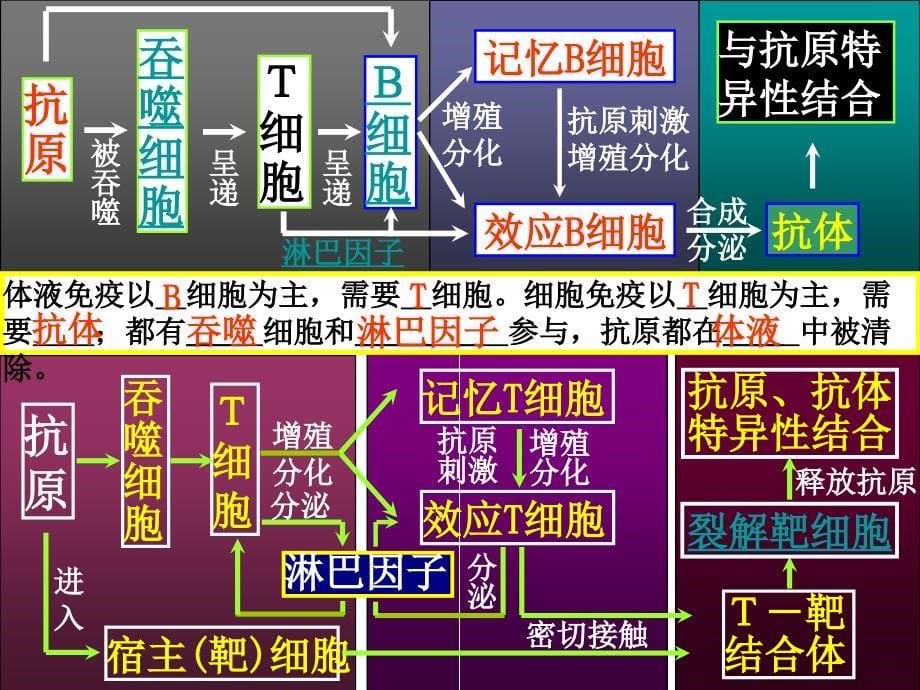 人体的第三道防线：体液免疫和细胞免疫的过程_第5页