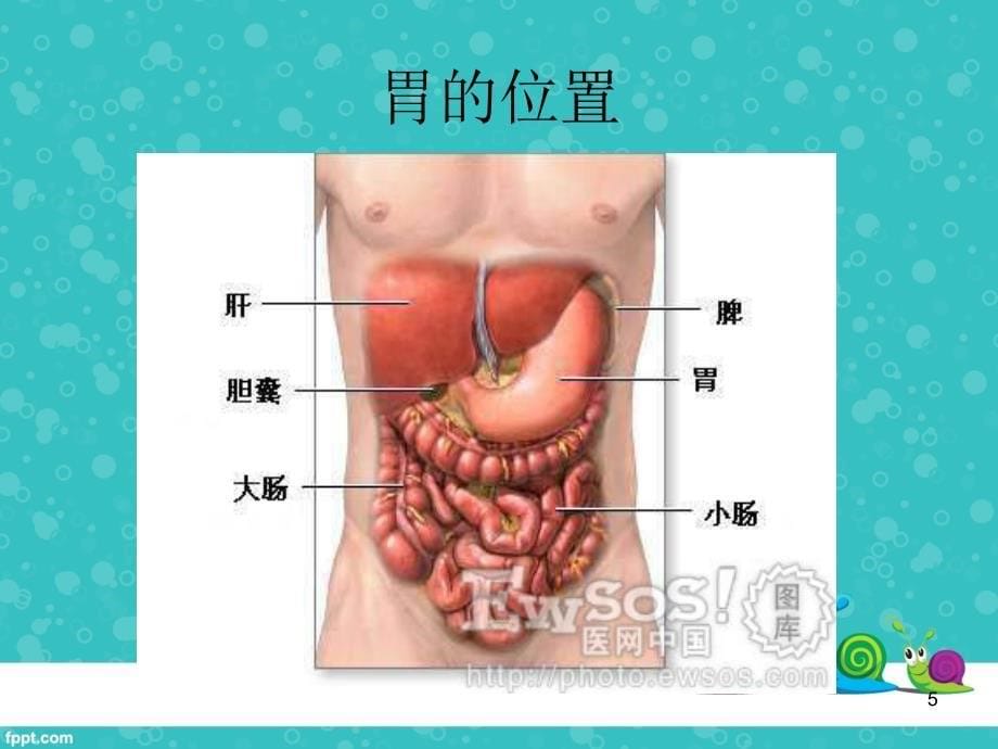 饮食与胃病的关系ppt课件_第5页