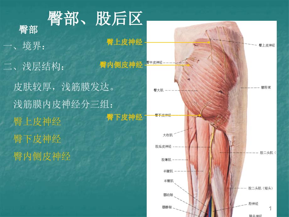 局部解剖学课件-臀区及下肢(学院)_第1页