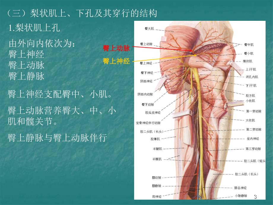 局部解剖学课件-臀区及下肢(学院)_第3页