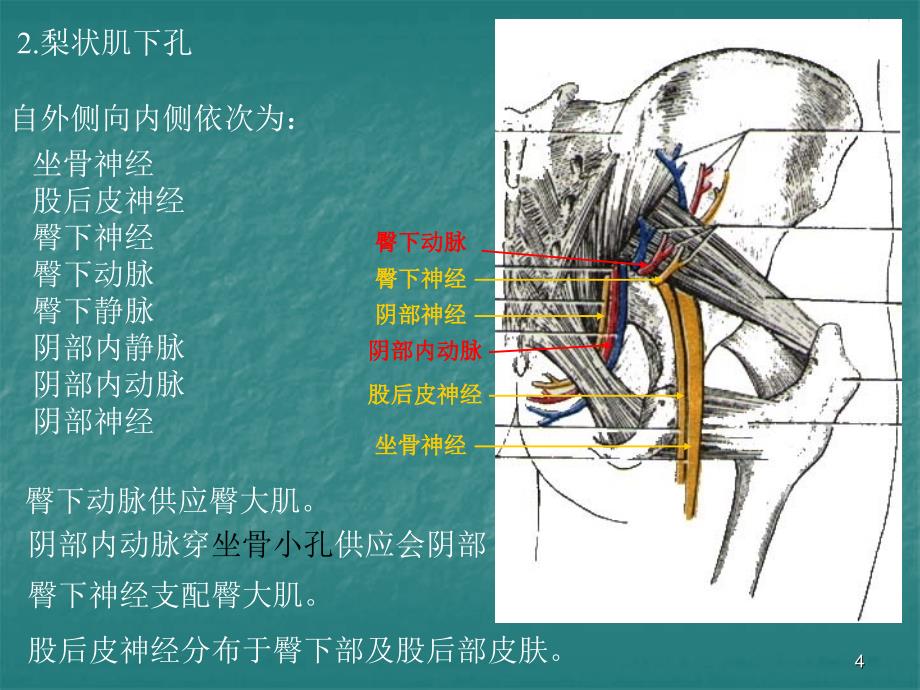 局部解剖学课件-臀区及下肢(学院)_第4页