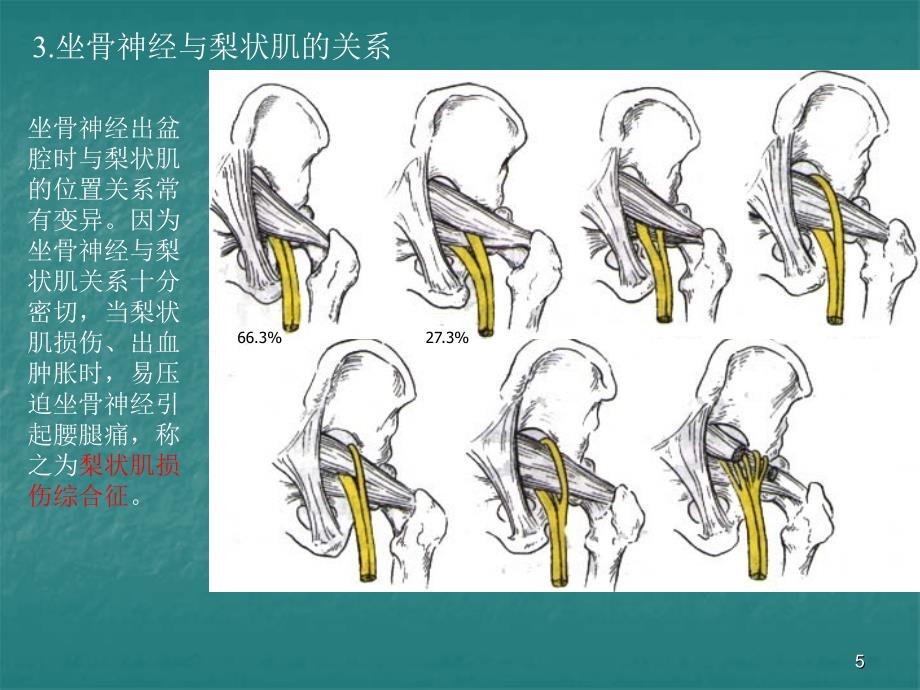 局部解剖学课件-臀区及下肢(学院)_第5页