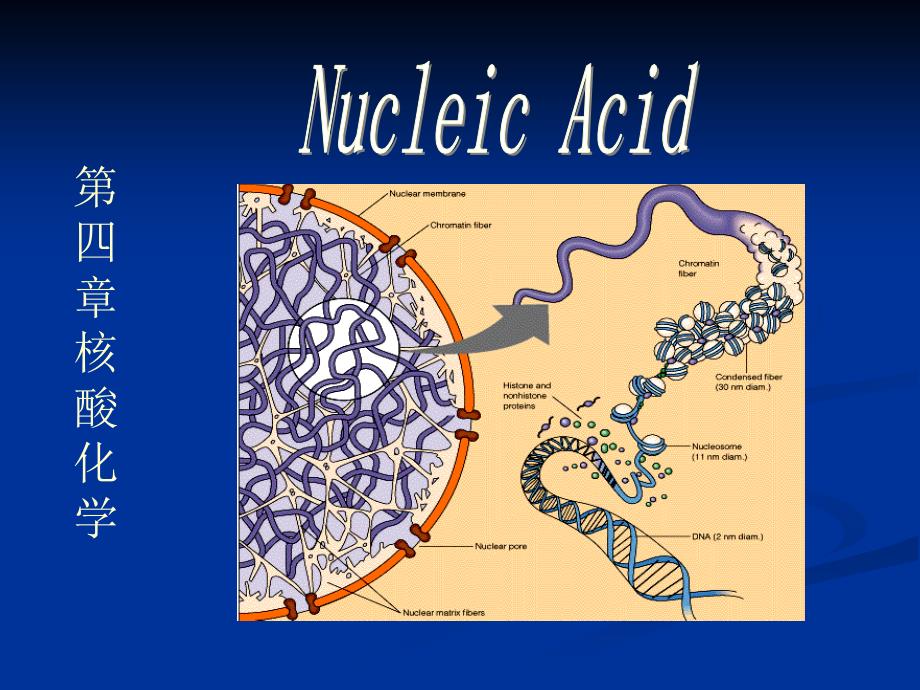 第二章核酸化学1_第1页