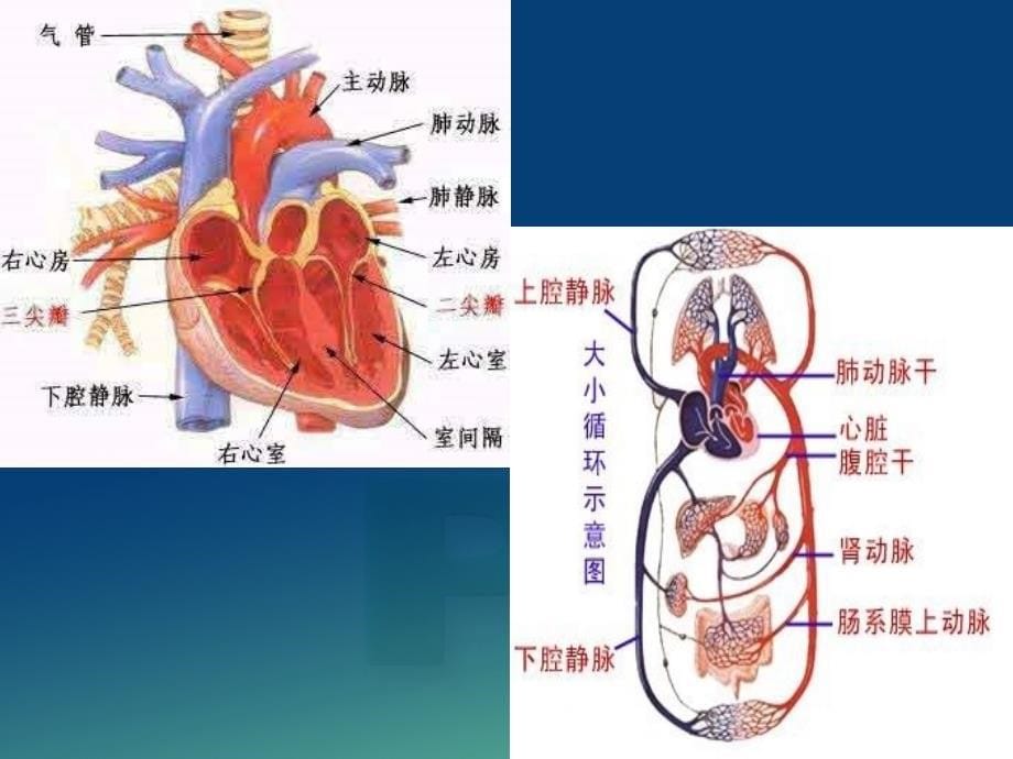 急性左心衰竭的急救与护理PPT课件.ppt_第5页