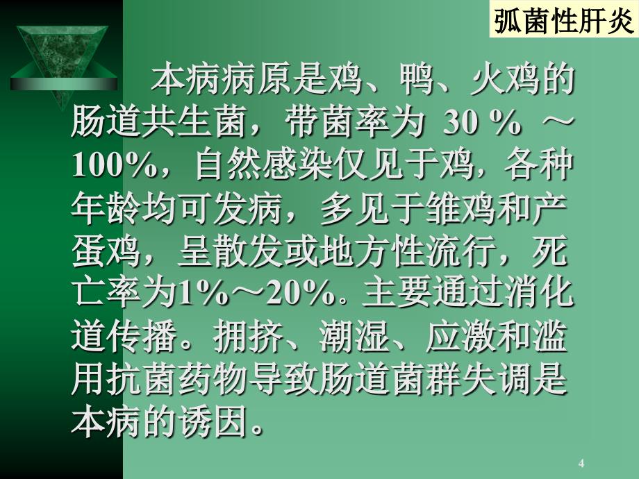 禽病学禽病临床诊断彩色图谱32弧菌性肝炎西南民族大学_第4页