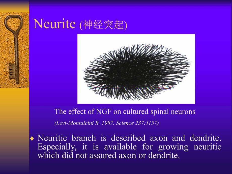 医学神经生物学：神经营养因子_第4页