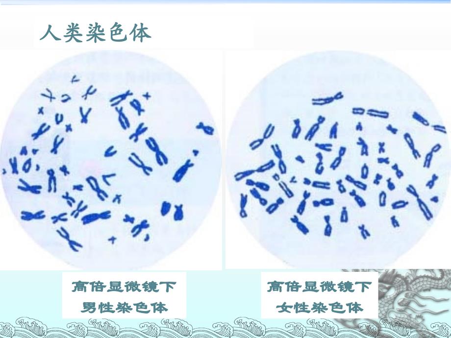 性染色体和伴性遗传_第4页