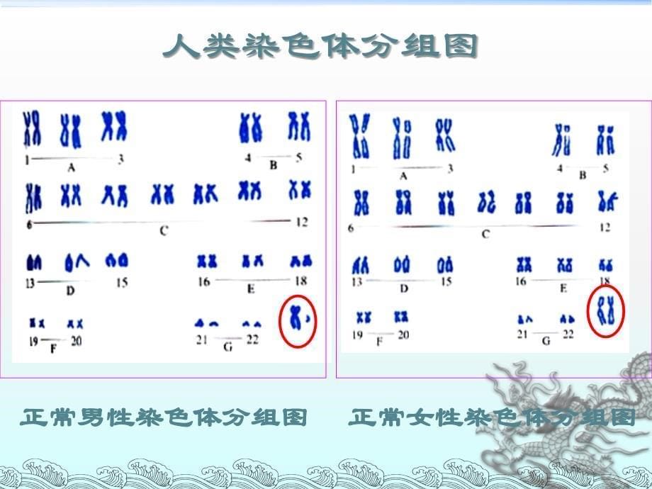 性染色体和伴性遗传_第5页