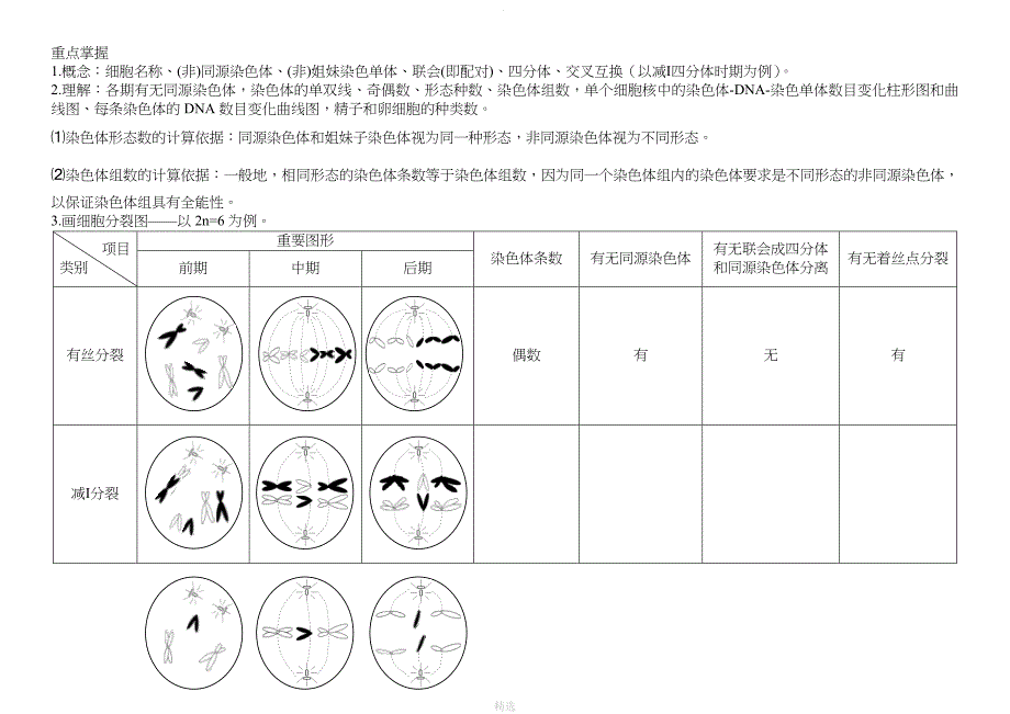 减数分裂与有丝分裂图形及曲线绘制_第2页