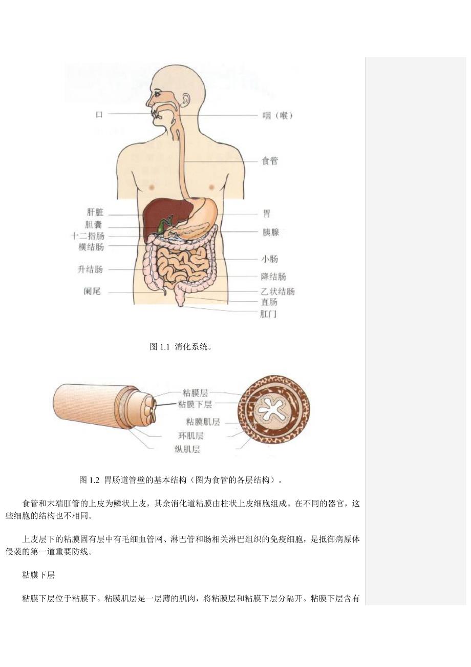 胃肠神经精讲.doc_第3页