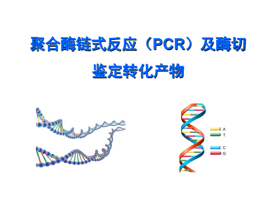 生物化学与基础分子生物学实验：聚合酶链式反应（PCR）及酶切鉴定转化产物_第1页