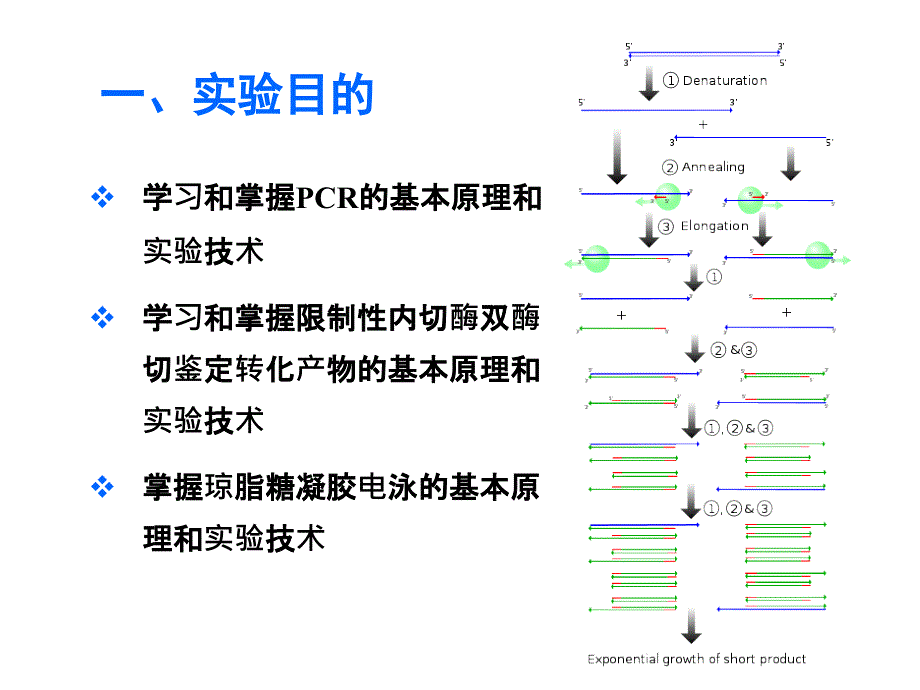 生物化学与基础分子生物学实验：聚合酶链式反应（PCR）及酶切鉴定转化产物_第3页