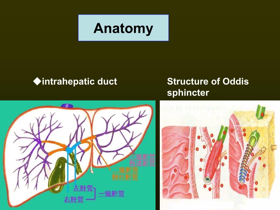 disease-of-biliary-tract_第3页