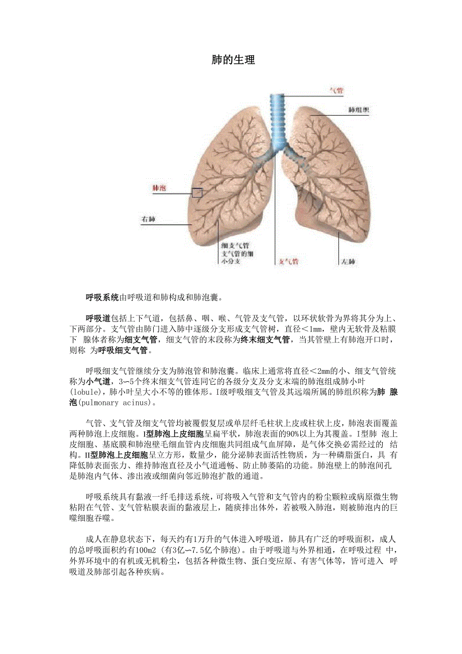 肺的生理解剖_第1页