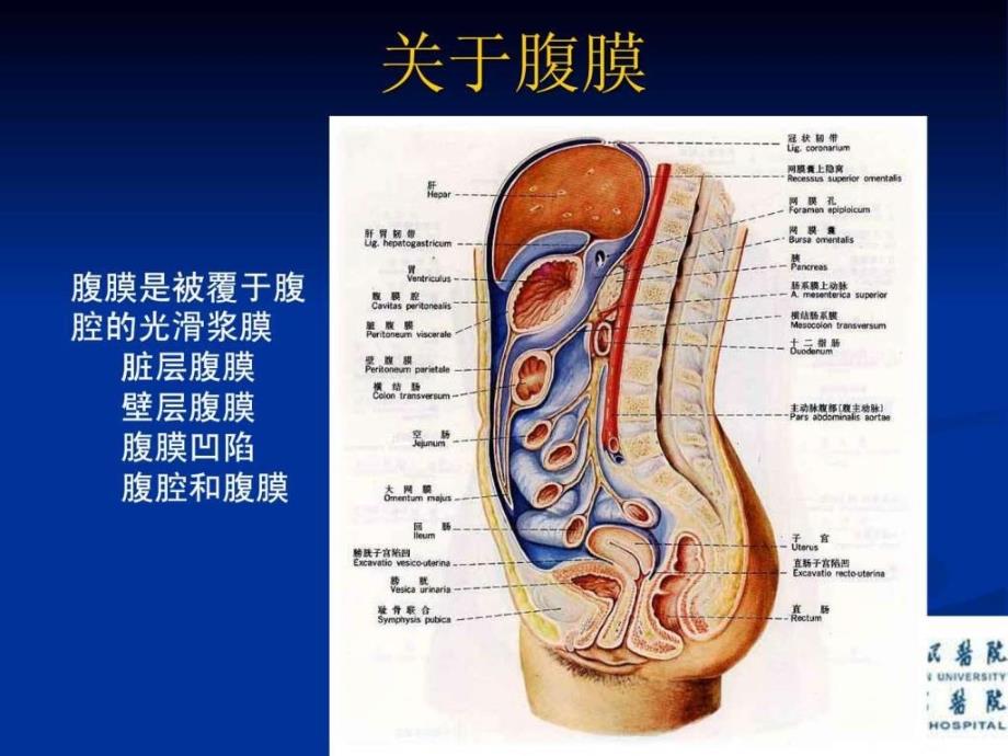 腹膜透析的基础知识.ppt_第4页