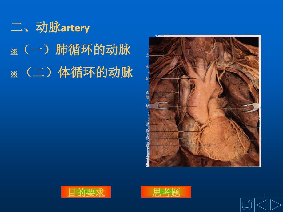 动脉解剖学ppt课件_第1页