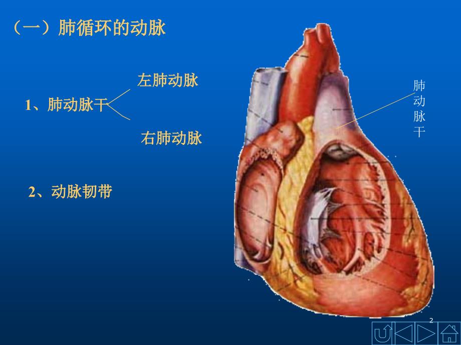 动脉解剖学ppt课件_第2页