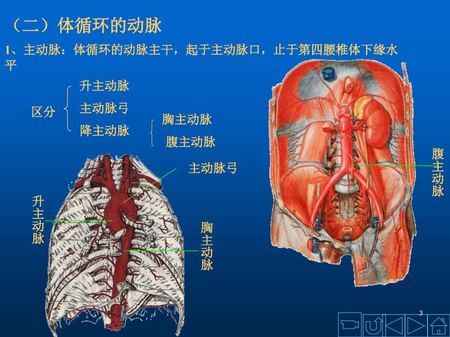 动脉解剖学ppt课件_第3页