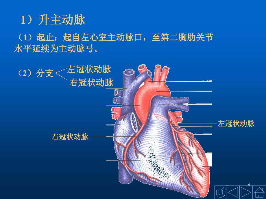 动脉解剖学ppt课件_第4页