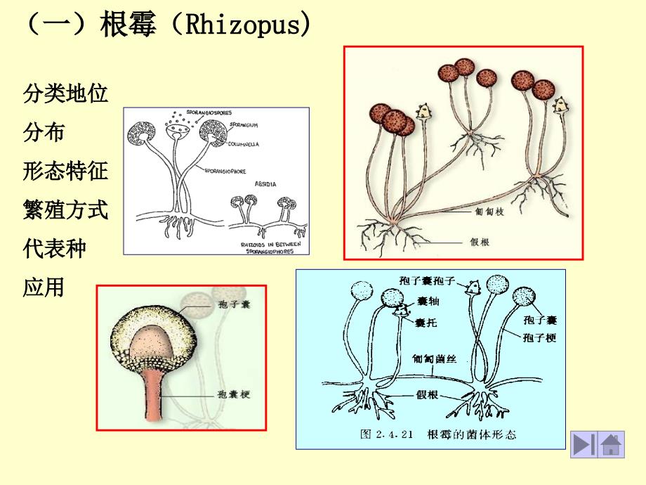 四常用与常见霉菌的代表属_第2页