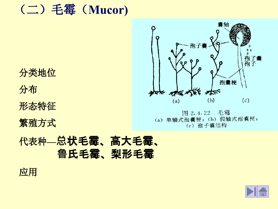 四常用与常见霉菌的代表属_第4页