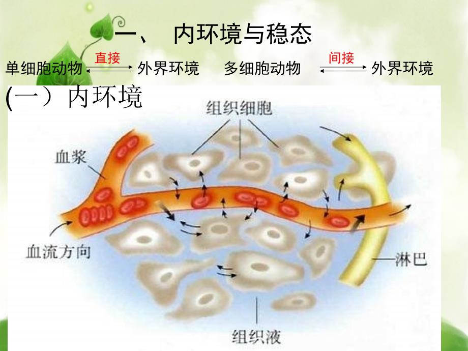 内环境的稳态课件_第2页