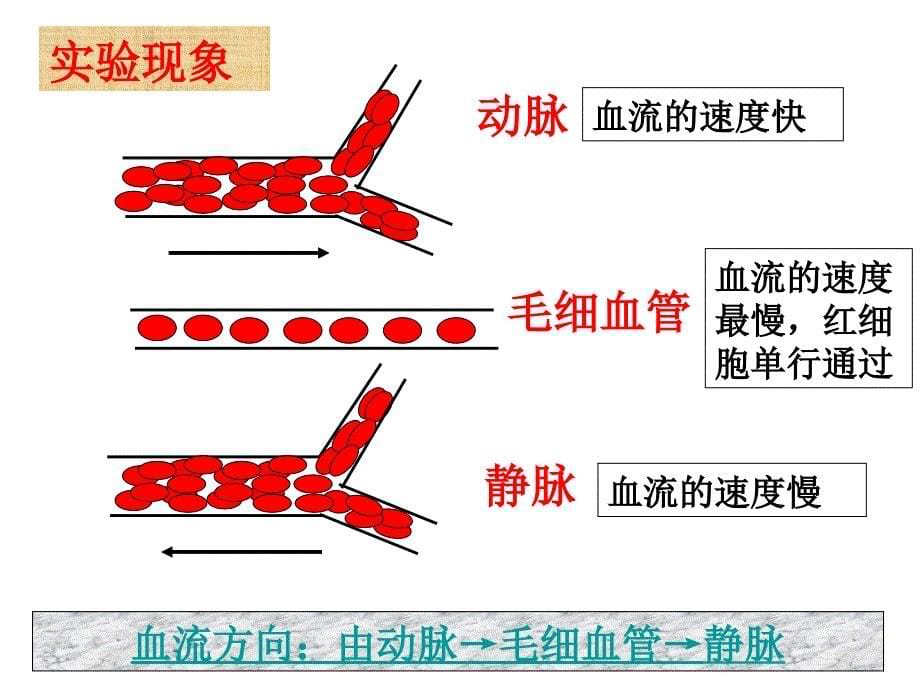 2、血流的管道—血管_第5页