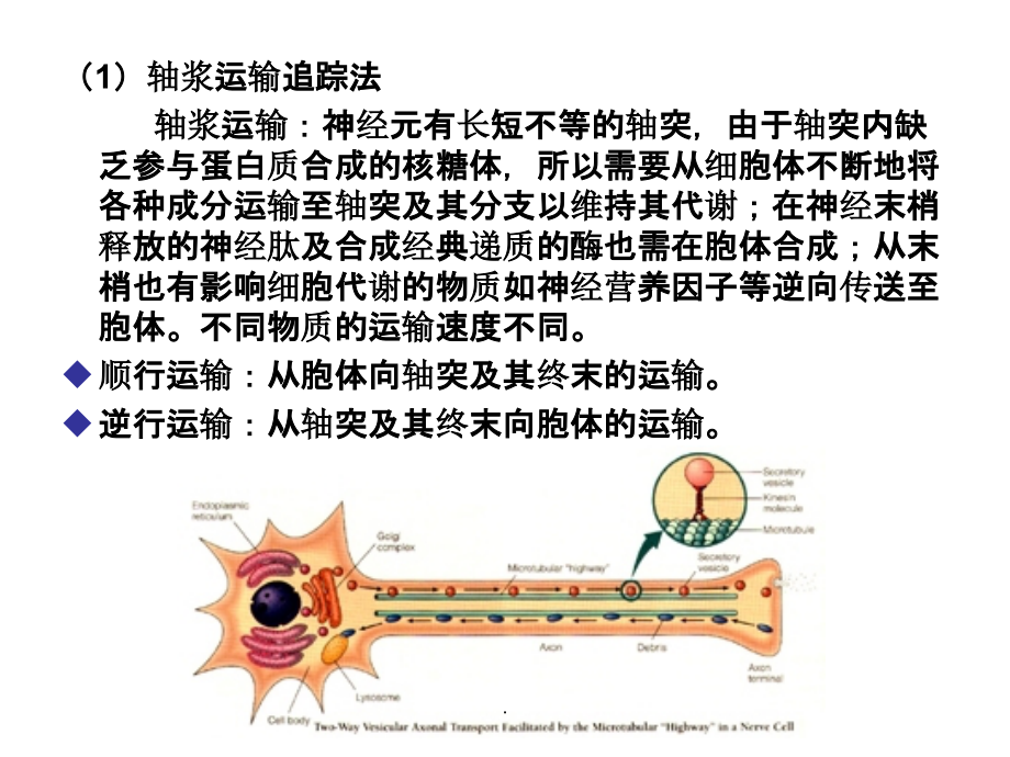 神经生物学的常用研究方法ppt课件_第4页